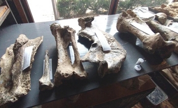 Imagen de la nota: San Pedro: hallan restos de un toxodonte, un mamífero que vivió hace 200 mil años