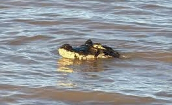 Imagen de la nota: Susto en Rosario: apareció un yacaré gigante en la costa
