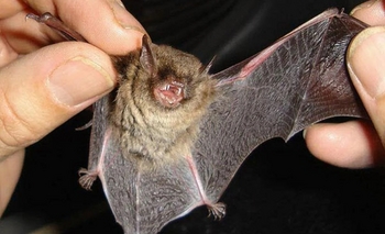 Imagen de la nota: Este sábado habrá un bloqueo por la aparición de un murciélago con rabia