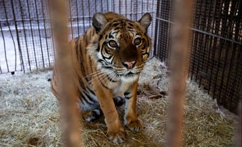 Imagen de la nota: Trasladan a los animales que se encontraban en el ex zoo de Luján