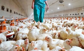 Imagen de la nota: Confirman nuevo caso de gripe aviar y recomiendan a productores reforzar medidas sanitarias