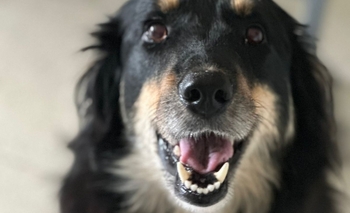 Imagen de la nota: Jueves de adopciones: buscan una familia para Dorys