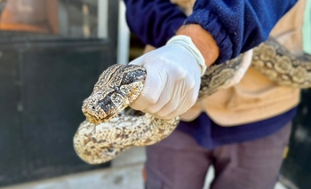 Imagen de la nota: La Máxima entregó una Boa Lampalagua a la Fundación Temaikén