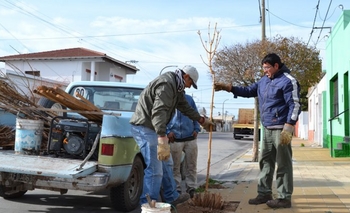 Imagen de la nota: Arbolado urbano: 250 vecinos se anotaron en una semana