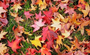 Imagen de la nota: Descienden las temperaturas y se adelanta el otoño