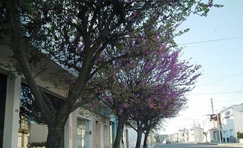 Imagen de la nota: Comenzó la inscripción para el Plan de Arbolado Público