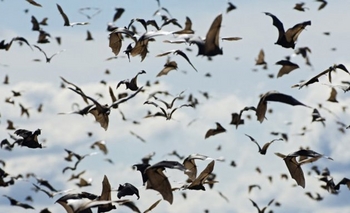 Imagen de la nota: ¿Son los murciélagos la 