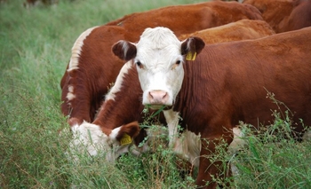 Imagen de la nota: Conocé las claves para potenciar el ganado en pie y la carne
