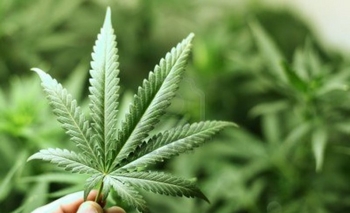 Imagen de la nota: La Madrid quiere producir marihuana legal