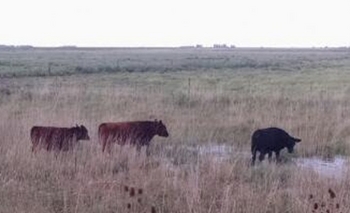 Recuperan diez vacas tras un operativo Imagen de la nota: Recuperan diez vacas tras un operativo