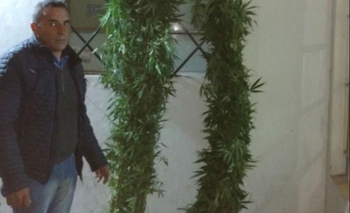 Hallan plantas de marihuana en un invernadero casero  Imagen de la nota: Hallan plantas de marihuana en un invernadero casero