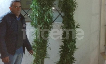 Imagen de la nota: Hallan plantas de marihuana en un invernadero casero 