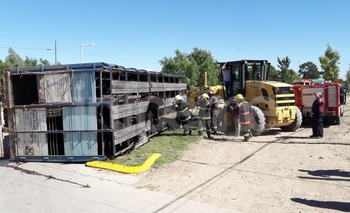 Imagen de la nota: Transporte olavarriense volcó acoplado con animales