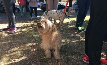 Imagen de la nota: Hoy viernes finaliza la campaña de vacunación antirrábica