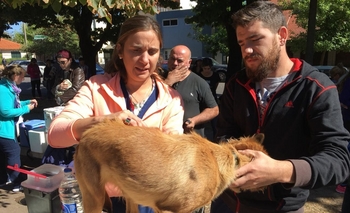 Imagen de la nota: Más de mil mascotas vacunadas contra la rabia