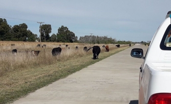 Imagen de la nota: Más de 70 animales sueltos en el acceso al Aeródromo