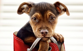 Imagen de la nota: Nueva cartelera en Flix Cinema Olavarría