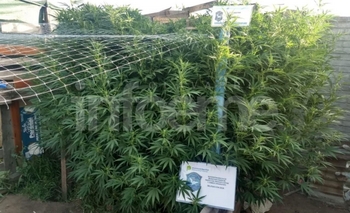 Imagen de la nota: La Madrid: secuestran plantas de marihuana en estado natural 