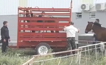Imagen de la nota: Ante reclamos reiterados secuestraron varios caballos 