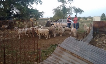 Allanamientos por el robo  de animales en un campo Imagen de la nota: Allanamientos por el robo  de animales en un campo