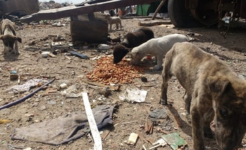 Imagen de la nota: Proteccionistas reclaman por la situación en un basural 
