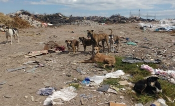 Imagen de la nota: Buscan controlar la superpoblación de perros callejeros