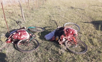 Faenaron un animal en un campo de Hinojo Imagen de la nota: Faenaron un animal en un campo de Hinojo