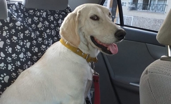 Imagen de la nota: Encuentran a una perra 