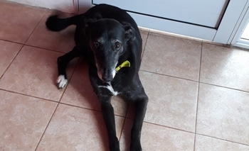 Imagen de la nota: Tierna perrita en adopción responsable