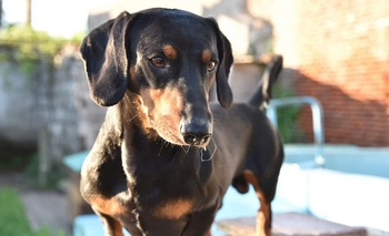 Imagen de la nota: Buscan a “Morito” y ofrecen recompensa