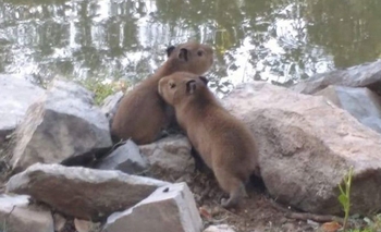 Nacieron dos carpinchos en “La Máxima” Imagen de la nota: Nacieron dos carpinchos en “La Máxima”