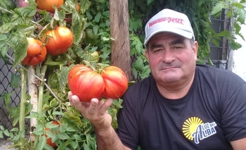 Cosechó un tomate de casi kilo y medio y busca el récord Imagen de la nota: Cosechó un tomate de casi kilo y medio y busca el récord