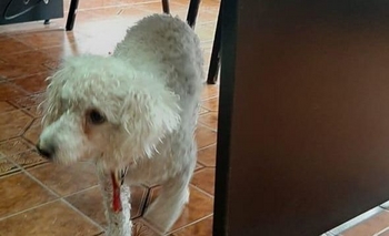 Imagen de la nota: Buscan a los dueños de un perro encontrado