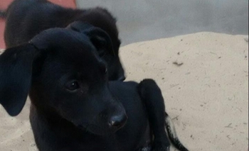 Imagen de la nota: Encontró cuatro cachorros y los da en adopción responsable