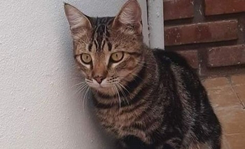 Imagen de la nota: Encuentran un gatito en el microcentro