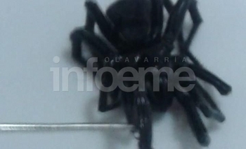 Imagen de la nota: Impresionante: vecino encontró una rara especie de araña