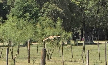 La Máxima: identificación y rescate de animales silvestres Imagen de la nota: La Máxima: identificación y rescate de animales silvestres