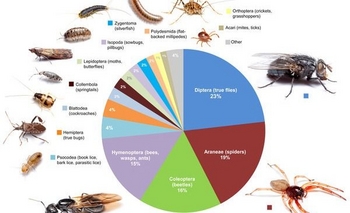Actividad educativa “Pequeños habitantes de nuestro hogar” Imagen de la nota: Actividad educativa “Pequeños habitantes de nuestro hogar”