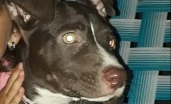 Imagen de la nota: Buscan a Caniche, una cachorra perdida