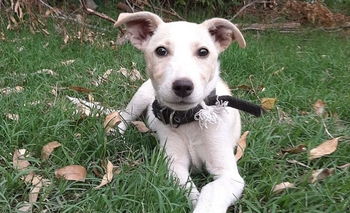 Buscan una familia para una perrita callejera Imagen de la nota: Buscan una familia para una perrita callejera