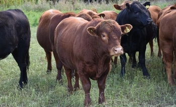 Imagen de la nota: Sanidad Animal: vacunación contra el carbunclo