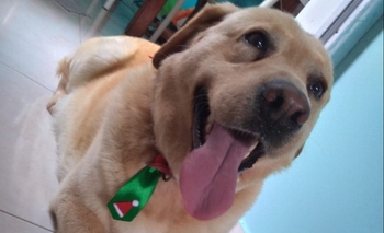 Imagen de la nota: Buscan a Jota, que se perdió el martes