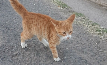 Imagen de la nota: Mascotas en adopción: Owen busca hogar