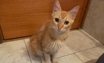 Imagen de la nota: Mascota perdida busca a su familia