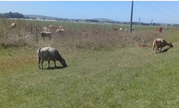Imagen de la nota: Animales sueltos: realizaron múltiples infracciones