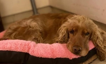 Imagen de la nota: Buscan a Sienna, Celeste y Lulú