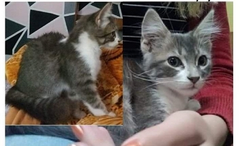 Imagen de la nota: Una familia busca a Luna