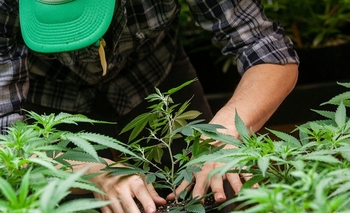 La Madrid, el primer municipio autorizado a cultivar cannabis medicinal Imagen de la nota: La Madrid, el primer municipio autorizado a cultivar cannabis medicinal