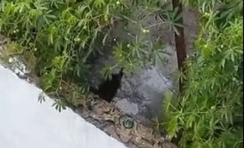 Imagen de la nota: Video: denuncias por maltrato animal