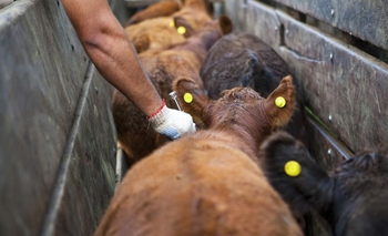Imagen de la nota: Comienza la campaña de vacunación contra la fiebre aftosa 